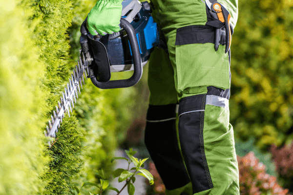 Hedge Trimming